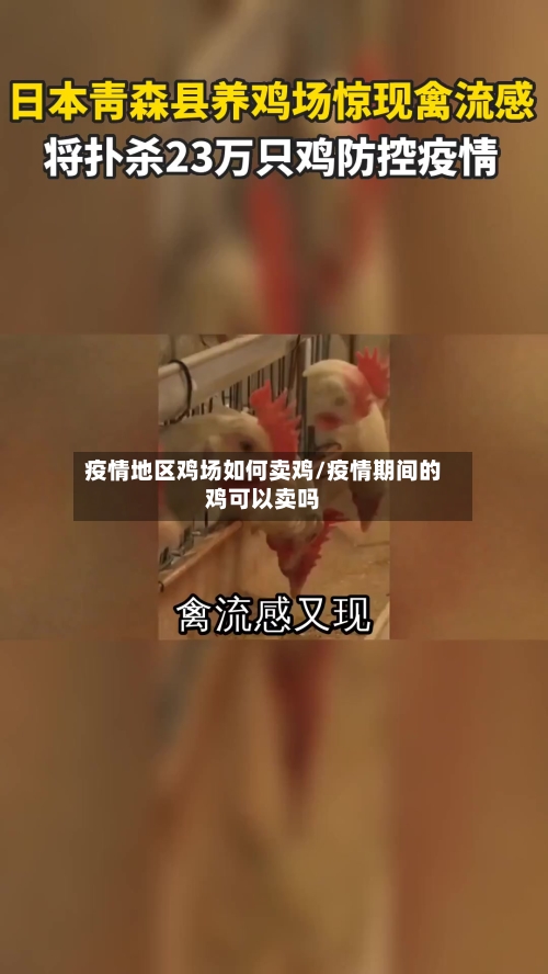 疫情地区鸡场如何卖鸡/疫情期间的鸡可以卖吗